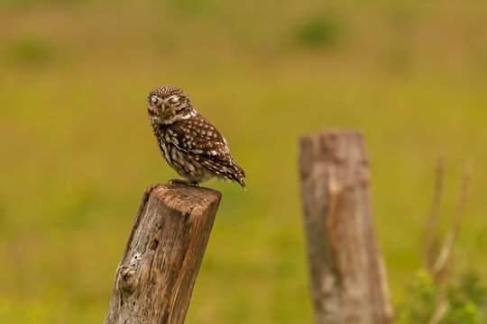 Steinkauz (Athene noctua)