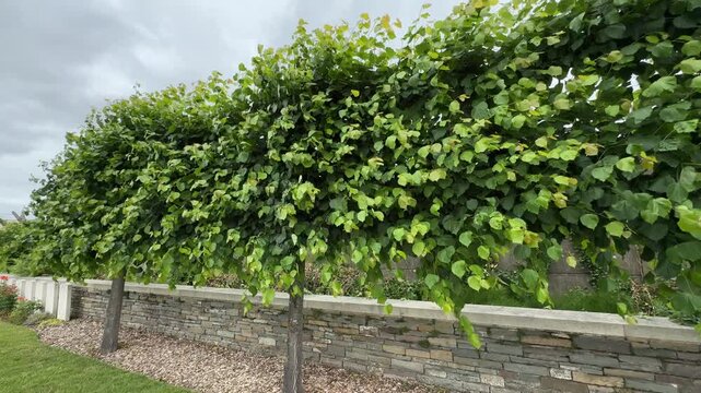 Leafy green hedge beside rustic stone wall in garden