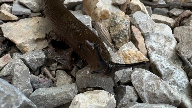 Close up of a large terrestrial slug Limax maximus moving across stones and gravel. Wildlife behavior, invertebrate zoology, gastropod mollusk, biodiversity, natural ecosystem.