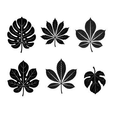 Set of Tropical and Botanical Leaf Silhouettes Vector Collection, Monstera, Maple, Chestnut and Fig Leaves Isolated on White Background, Black Nature Icons for Design and Branding