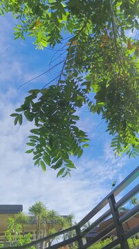 Green tree branches sway gently against bright blue sky with soft clouds
