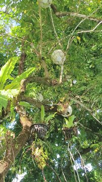 Soccer balls hang from tree branches among lush green leaves and ferns