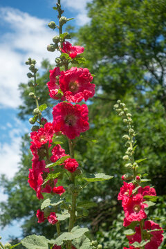 Red mallow flowers against the background of sky