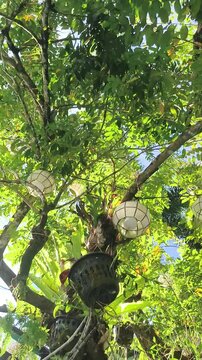 White lanterns hang among green tree branches in sunlight