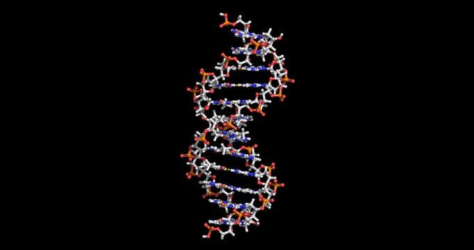 B-DNA, ball and stick model, 3D molecule 4K spinning