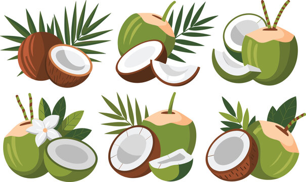 Fresh coconut fruits with palm leaves set. tropical summer nut vector illustration