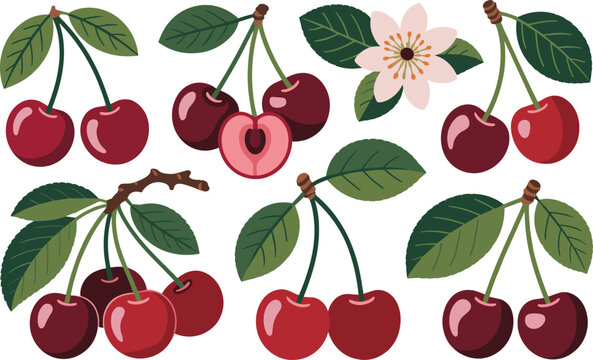 Red cherry fruit illustration set with stems green leaves and pink cherry blossom flowers