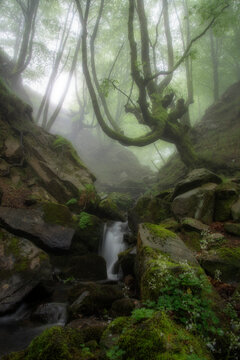 Small waterfall flowing through mossy rocks in foggy Belaustegi beech forest with ancient trees in Gorbeia natural park Bizkaia Basque Country Spain