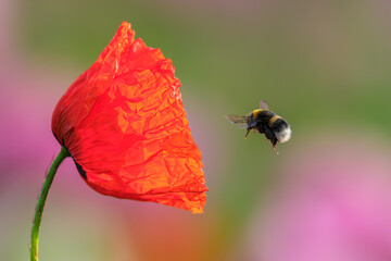 Hummel fliegt Mohn an © Jan Rzaczek