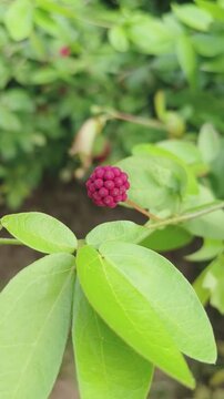 Vibrant pink flower blooms among lush green leaves in soft natural light.
