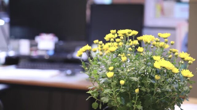 실내 사무실 책상 위에 놓인 노란색 국화 화분을 전경에 배치하고 배경의 업무 공간을 부드럽게 흐리게 처리하여 대비를 강조한 동영상 클립입니다.