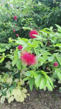 Red fluffy flowers bloom among green leaves in sunny garden