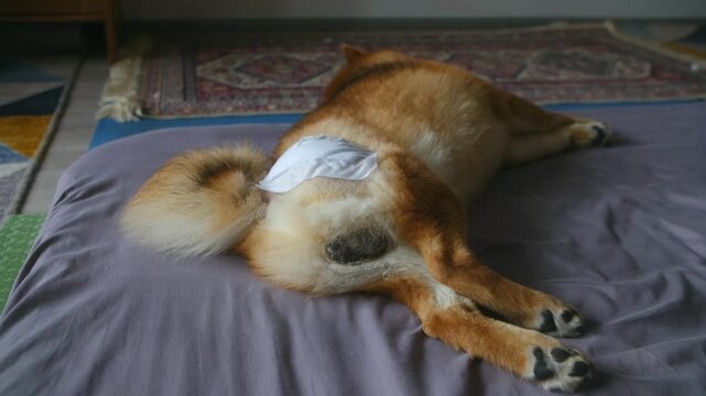 Rear view sick shiba inu dog with bandage on its hip, lying on bed and breathing slowly during its recovery period. Pet healthcare and veterinary treatment after an injury or surgery