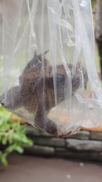 Large toad trapped inside clear plastic bag hanging outdoors