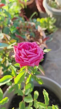 Vibrant pink rose blooms gracefully among lush green leaves in soft sunlight.