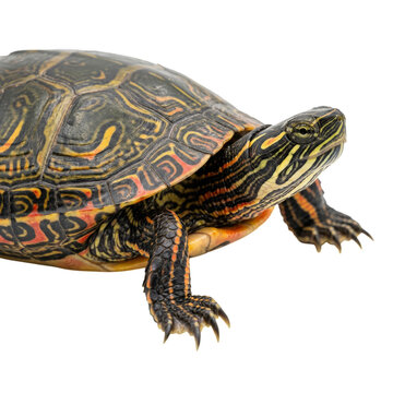 Close-up of a turtle swimming underwater with aquatic plants