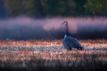 Atemeiner Kanadagans am frostigen Morgen © Jan Rzaczek
