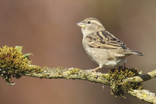 House Sparrow (Passer domesticus) female, Allg&auml;u, Bavaria, Germany, Allg&auml;u, Bavaria, Germany