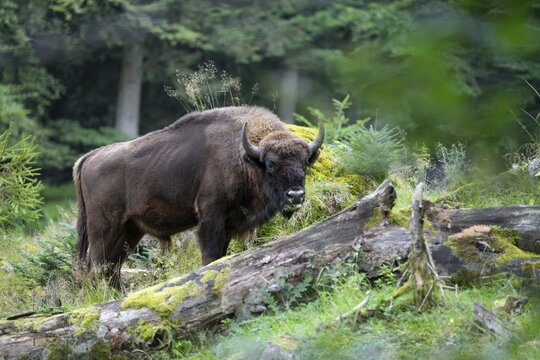 Wisent (Bison bonasus) bull in near-natural habitat, eats grass, captive, Germany