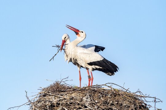 White stork at nest, pair, Clapper Stork (Ciconia ciconia), L&uuml;tzelsee, Canton Zurich, Switzerland