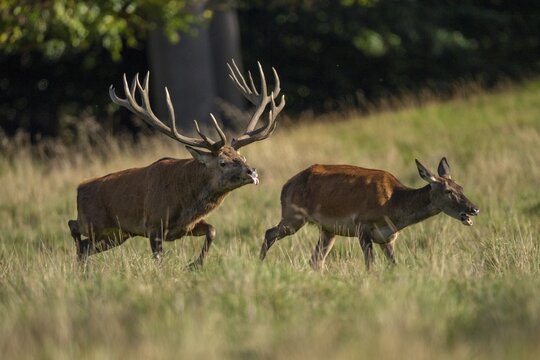 Red deer (Cervus elaphus) with heavy antlers in rut, Klamptenborg, Copenhagen, Denmark