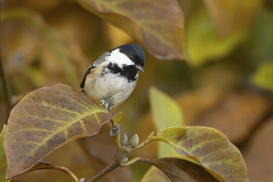Coal tit (Periparus ater) adult garden bird in a Magnolia tree with autumn colour leaves, Suffolk, England, United Kingdom