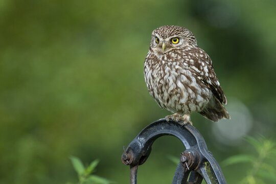 Little owl (Athene noctua), Vechta, Lower Saxony, Germany