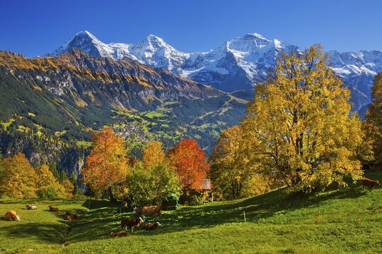 Autumn landscape in the hamlet of Sulwald with views of Wengen and Eiger 3967m, M&ouml;nch 4110m and Jungfrau 4158m, Isenfluh, Lauterbrunnental, Bernese Oberland, Canton of Bern, Switzerland