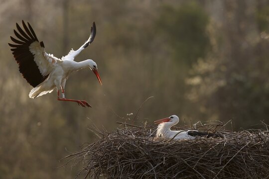 White stork (Ciconia ciconia) flying on the nest, Germany