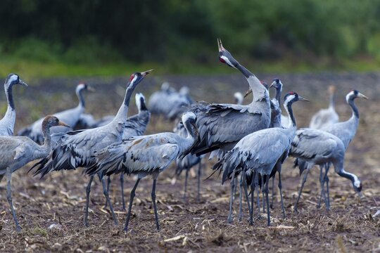Cranes gather in a field in autumn, crane (Grus grus) wildlife, Western Pomerania Lagoon Area National Park, Zingst, Mecklenburg-Western Pomerania, Germany