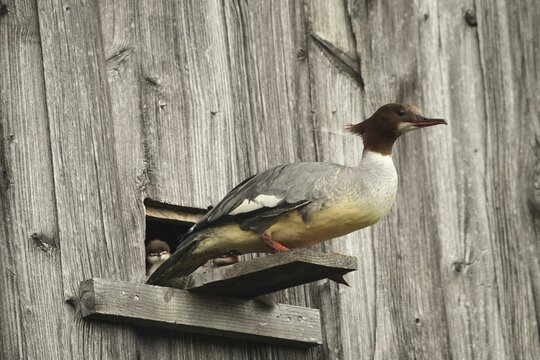 Common merganser (Mergus merganser) Female with young birds leaving the breeding site in a field barn, a few seconds in front of jumping into the depths, Allg&auml;u, Bavaria, Germany