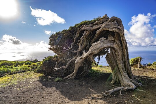 Juniper tree Sabina shaped by the wind near El Sabinar, El Hierro, Canary Islands, Spain