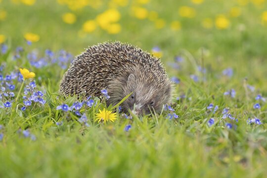 European hedgehog (Erinaceus europaeus) adult animal in a spring time meadow with flowering Buttercups and Speedwells, Suffolk, England, United Kingdom