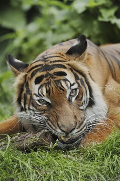 Sumatran tiger (Panthera tigris sumatrae), feeding, captive, occurring on Sumatra, Indonesia
