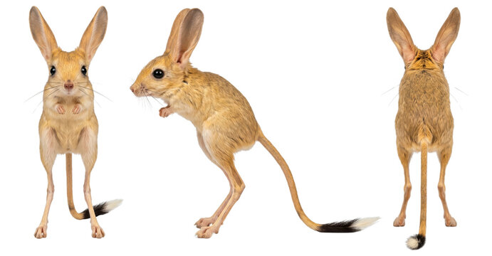 Standing long-eared jerboa from three angles isolated on transparent background.