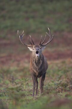 Red deer (Cervus elaphus) adult male stag roaring during the rutting season, Leicestershire, England, United Kingdom