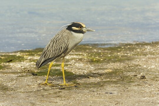 Yellow-crowned night heron (Nycticorax violaceus), Ding Darling National Wildlife Refuge, Sanibel Island, Florida, USA