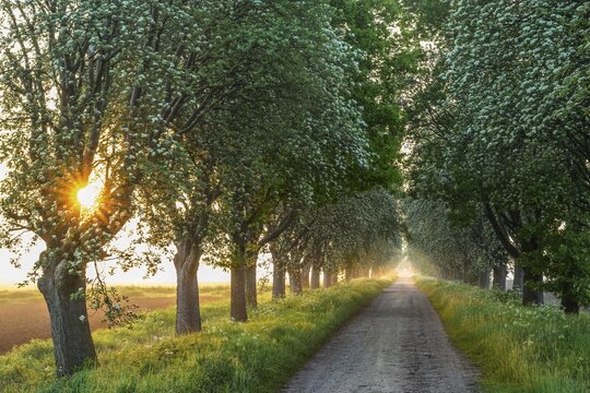 Sunrise over a country lane lined with trees shrouded in mist in a peaceful morning atmosphere. Mulberry tree avenue (Morus spec.), D&uuml;mmer nature park Park, Bohmte, Lower Saxony, Germany