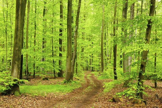 Hiking trail through natural beech forest in spring, fresh green, large old beeches, Steigerwald, Bavaria, Germany