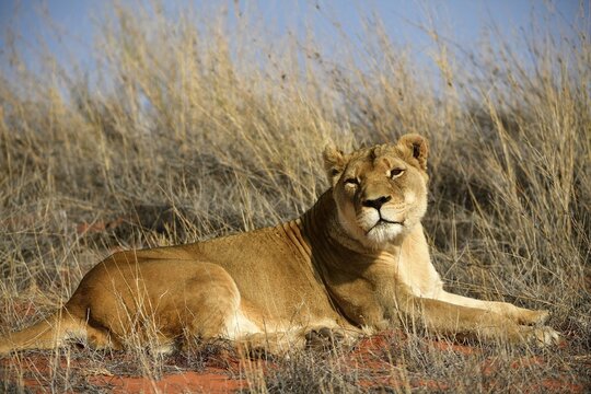 Lioness (Panthera leo) resting on a grassy dune, Kalahari, Namibia