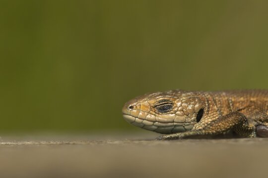 Common lizard (Zootoca vivipara) adult reptile sleeping on a wooden sleeper, England, United Kingdom