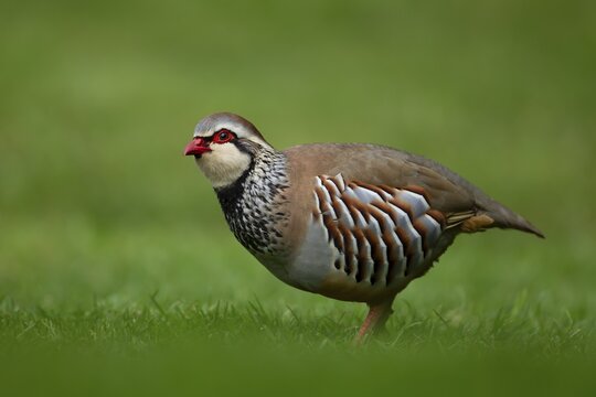 Red legged or French partridge (Alectoris rufa) adult bird on an urban garden grass lawn, England, United Kingdom