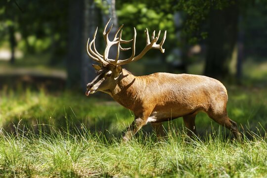 A stag with large antlers running through a sunlit forest, red deer (Cervus elaphus) rutting, Germany