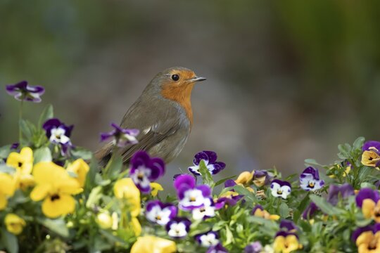 European robin (Erithacus rubecula) adult garden bird on a plant pot with pansy or viola flowers in spring, Suffolk, England, United Kingdom