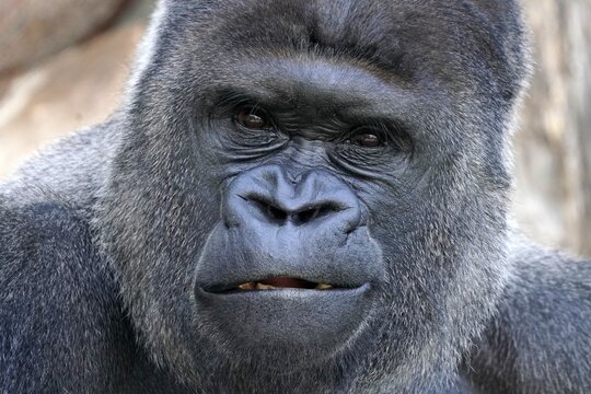 Western western gorilla (Gorilla gorilla) silverback, animal portrait, captive