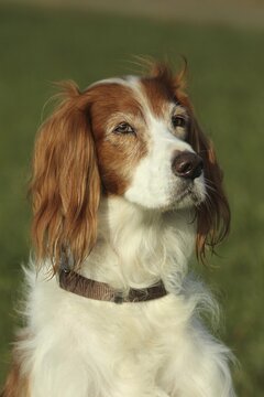Jagdhund Irish Setter, Allg&auml;u, Bavaria, Germany, Allg&auml;u, Bavaria, Germany