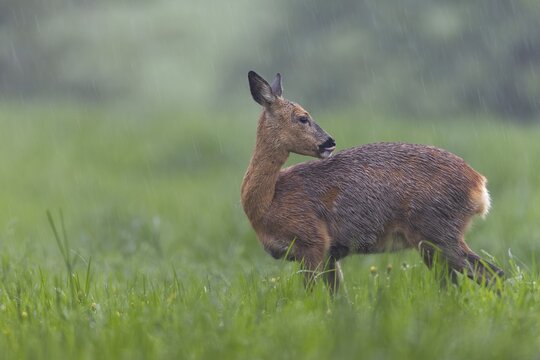 A pregnant doe (Capreolus capreolus) in moult grazing in the pouring rain in a meadow, moult, Germany