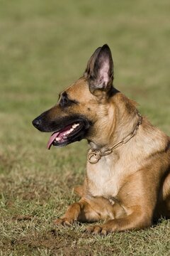Malinous or Belgian Shepard Dog portrait, Vulkaneifel, Germany, Europe