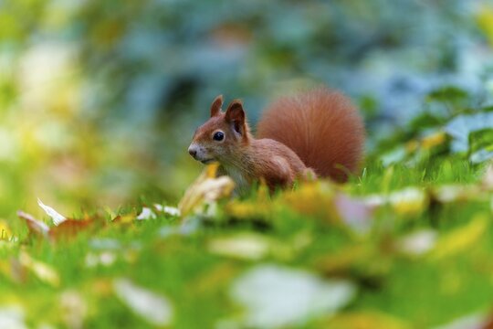 Young squirrel roaming through autumnal grass with coloured leaves, squirrel (Sciurus vulgaris), wildlife, Germany