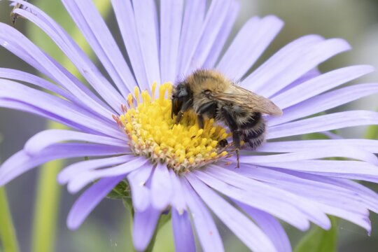 Common carder bumble bee (Bombus pascuorum) adult insect feeding on garden Aster flowers in the summer, England, United Kingdom